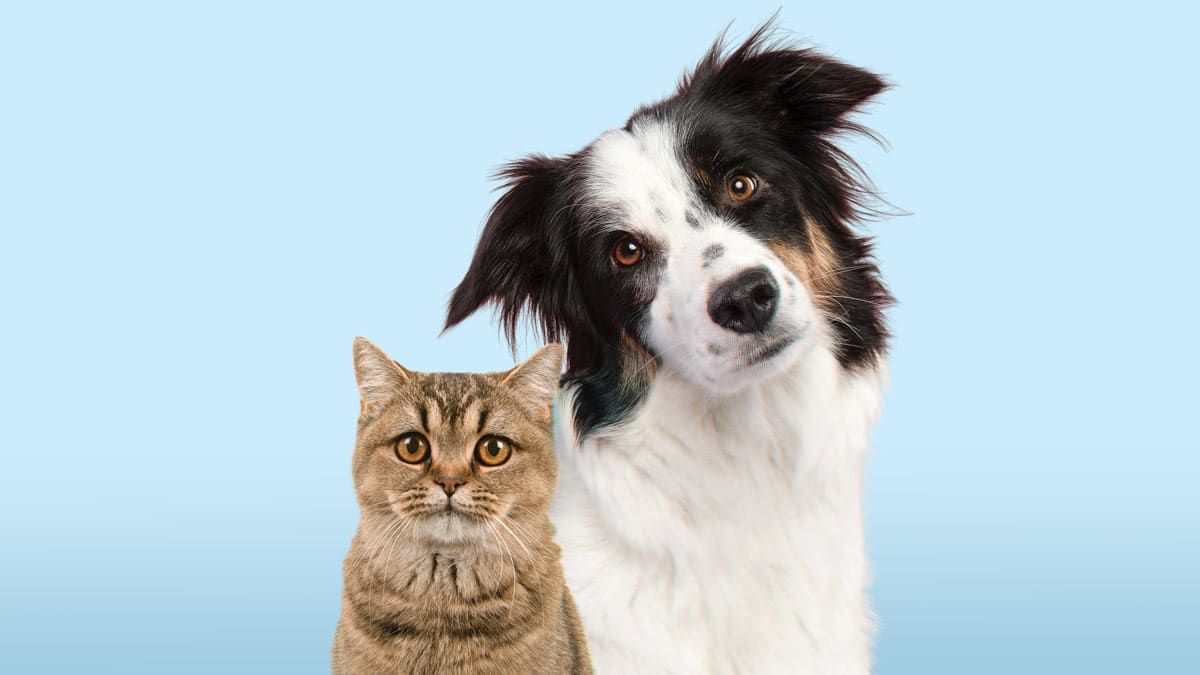 Paws, Play & Love – That’s Us!